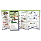 Fishes of the Florida Keys (Folding Guides)