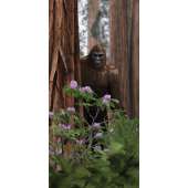 Sasquatch Postcard #1 (10 PACK)