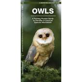 Owls: A Folding Pocket Guide to Familiar Species Worldwide