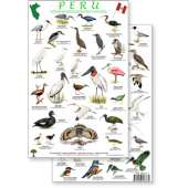 Peru Shore & Wetland Bird Guide (Laminated 2-Sided Card)