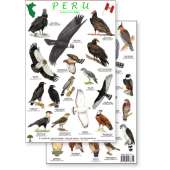 Peru Raptors Bird Guide (Laminated 2-Sided Card)