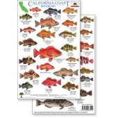 California Coast Field Guide: Rockfish