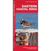 Eastern Coastal Birds: A Waterproof Folding Guide to Familiar Species  - Book
