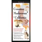 Common Mushrooms of California