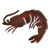 Shrimp - Magnet