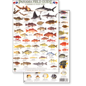 Panama Field Guide, Caribbean Reef Fish (Laminated 2-Sided Card)