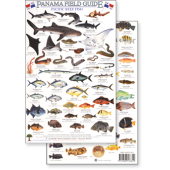 Panama Pacific Reef Fish (Laminated 2-Sided Card)