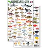 Fish & Sealife Identification Guides :Costa Rica Caribbean Reef Fish, Field Guide (Laminated 2-Sided Card)