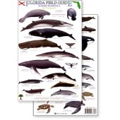 Aquarium Gifts and Books :Florida Marine Mammals & Sea Turtles (Laminated 2-Sided Card)