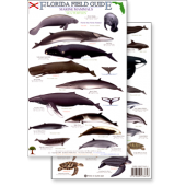 Florida Marine Mammals & Sea Turtles (Laminated 2-Sided Card)