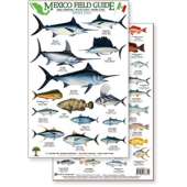 Mexico Field Guide:  Baja, Sea of Cortez Sport Fish (Laminated 2-Sided Card)