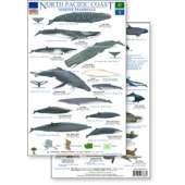 Pacific Northwest Field Guides :North Pacific Marine Mammals Guide (Laminated 2-Sided Card)