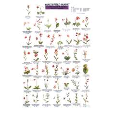Pacific Northwest Wildflowers  (Laminated 2-Sided Card)