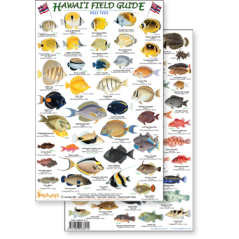 Hawaii Reef Fish