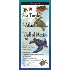 Sea Turtles of the Atlantic & Gulf of Mexico