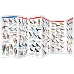 Bird Feeding Basics (Folding Pocket Guide)