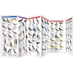 Washington Birds (Folding Pocket Guide)
