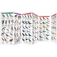 Great Lakes Birds (Folding Pocket Guide)