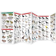 Nature of San Francisco & the Bay Area  (Folding Pocket Guide)