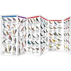 San Francisco Birds (Folding Pocket Guide)