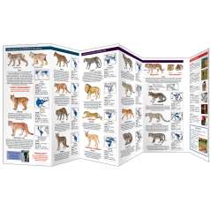 The World of Wild Cats (Folding Pocket Guide)