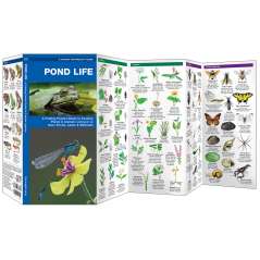 Pond Life