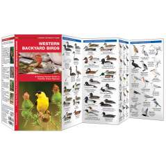 Western Backyard Birds