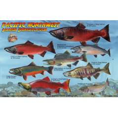 Pacific Northwest Salmon Lifecycle & Identification LAMINATED CARD