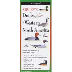 Sibley's Ducks, Geese,& Swans of Western N.A.
