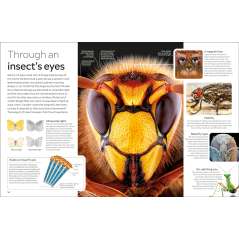 Eyewitness Insect - Book - Paracay