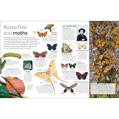 Eyewitness Insect - Book - Paracay
