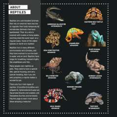 My Sticker Paintings: Reptiles - Book - Paracay