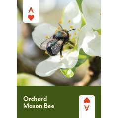 Pollinators of North America Playing Cards - Book - Paracay