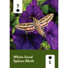 Pollinators of North America Playing Cards - Book - Paracay