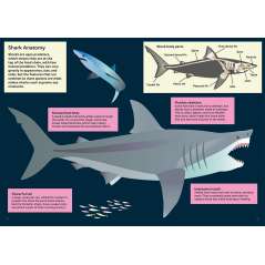 Shark-book-paracay