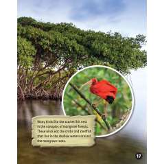 Incredible Creatures Of The Caribbean Sea - Book - Paracay