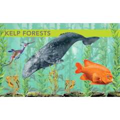 Ocean Creatures: A Spotter'S Guide - Book - Paracay