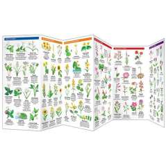 California Trees & Wildflowers - Folding Pocket Guide - Paracay
