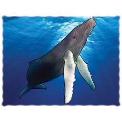 Marine Wildlife of the Pacific Northwest - 2026 - Calendar - Paracay