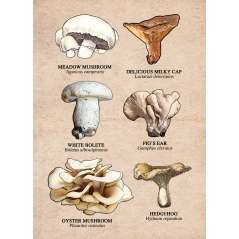 Mushrooms of the Redwood Region - Sticker Book - Paracay