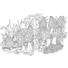 Kew Imaginarium: Magical Mushroom Paradise - Book - Paracay