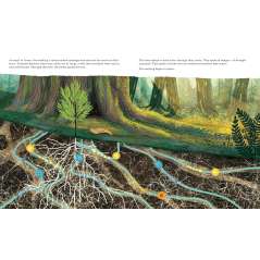 Listen to the Language of the Trees: A story of how forests communicate underground - Book - Paracay