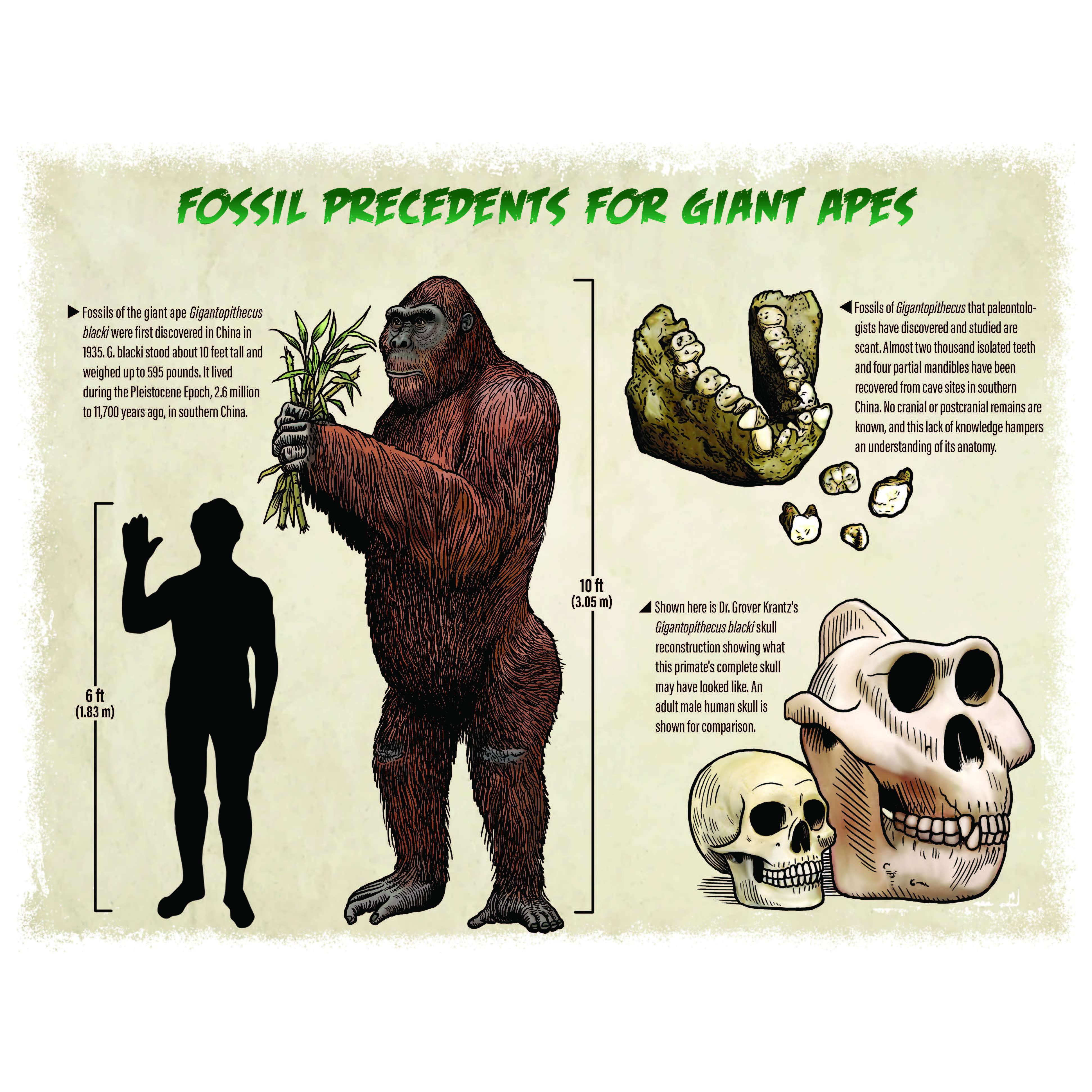 Bigfoot Gifts & Books All Bigfoot Gifts and Books Bigfoot Novelty