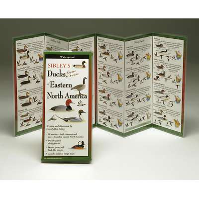 Bird Identification Guides :Sibley's Ducks, Geese & Swans of Eastern North America (Folding Guides)