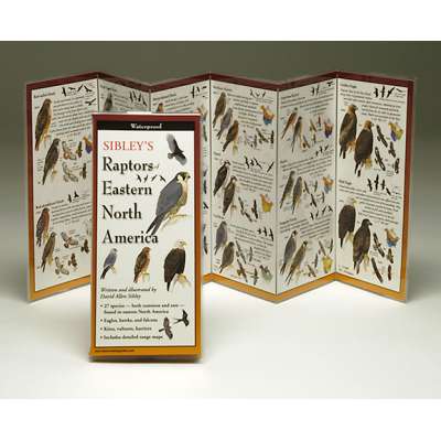 Sibley's Raptors of Eastern North America (Folding Guides)