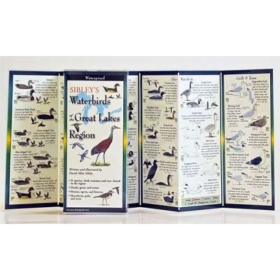 Birding :Sibley's Waterbirds of the Great Lakes (Folding Guides)