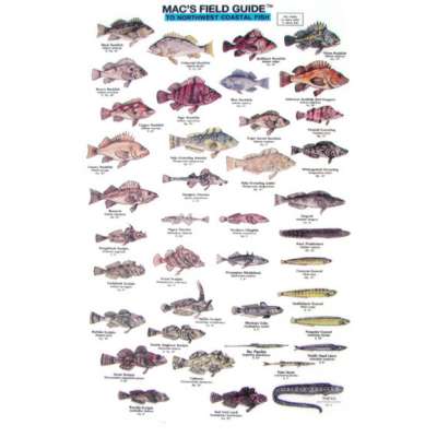 Aquarium Gifts and Books :Northwest Coastal Fish  (Laminated 2-Sided Card)