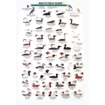Birding :Northwest Coastal Water Birds  (Laminated 2-Sided Card)