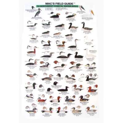 Northwest Coastal Water Birds  (Laminated 2-Sided Card)