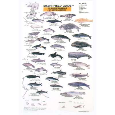 Marine Mammals of North America  (Laminated 2-Sided Card)